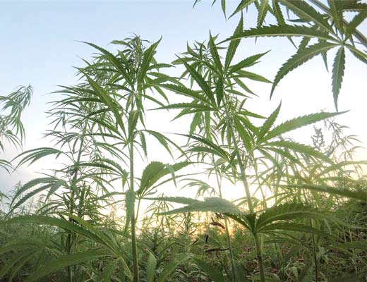 Hemp plants rich with CBD phytocannabinoids