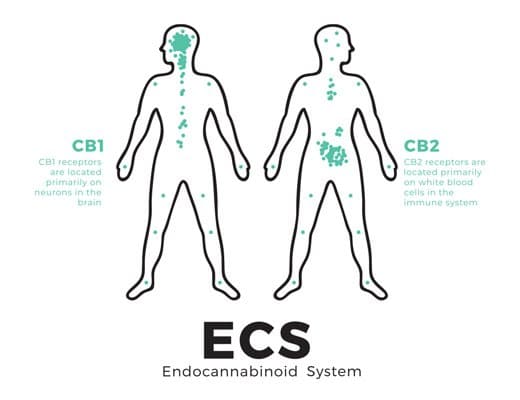 The ECS Diagram with Human Body CB1 and CB2