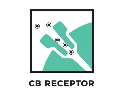 CB Receptor Diagram