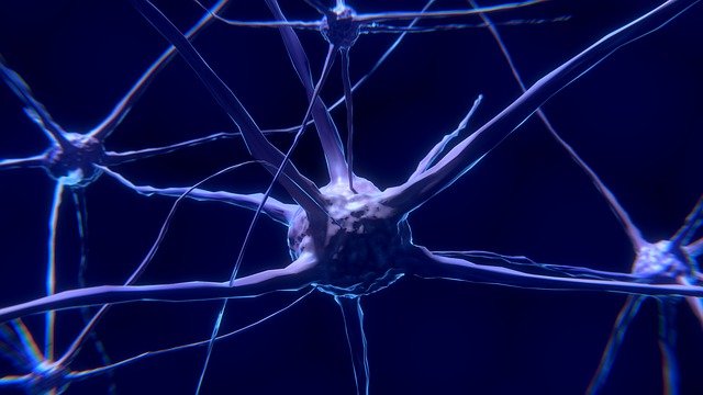 CBD vs THC nerve cells