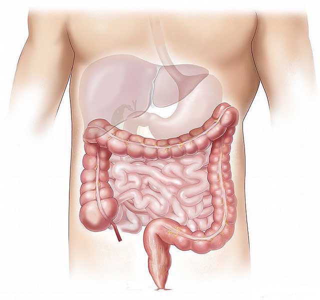 The role of the digestive system