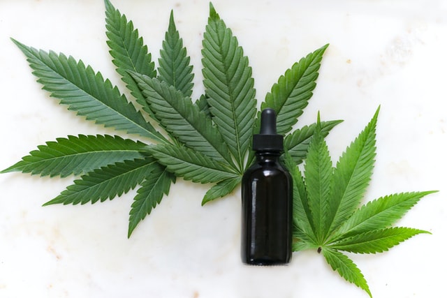 Hemp plant leaves and cbd bottle