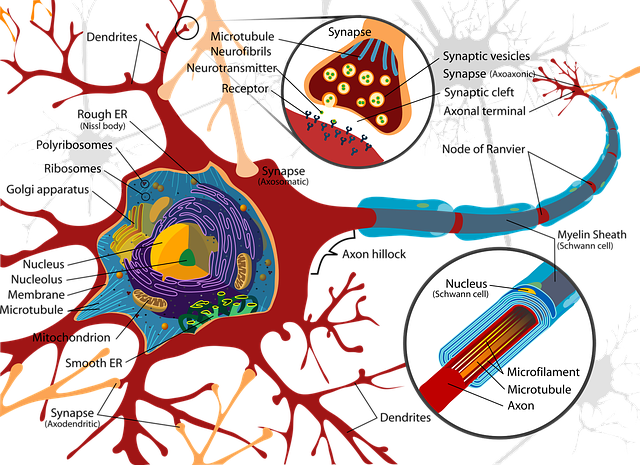 Detailed Synapse Diagram