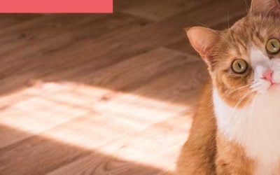 CBD Oil For Cats: What’s safe to use?