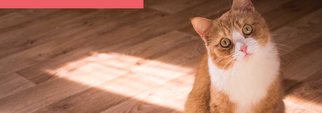 CBD Oil For Cats: What’s safe to use?